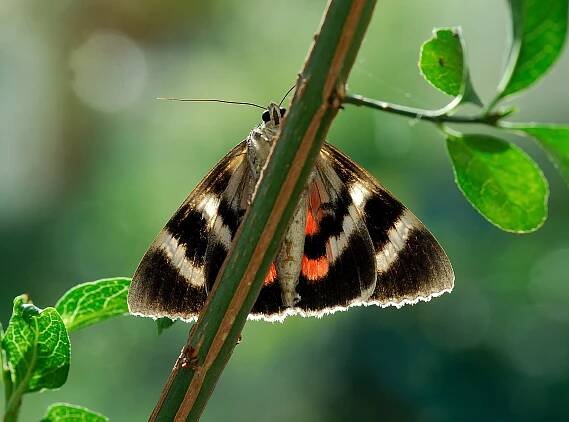 Moths are overlooked but play an important role in our ecosystems