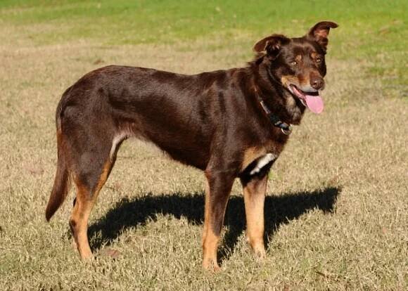 Australská kelpie