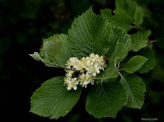 Jeřáb labský (Sorbus albensis)