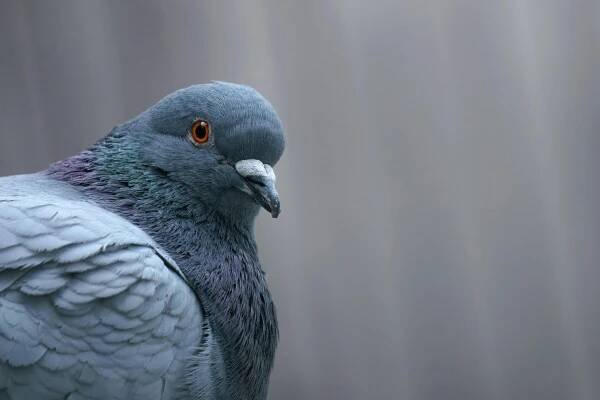 Základová fotografie na téma barevné peří, bokeh efekt, chov holubů, columba livia, denní světlo, detail, detailní peří