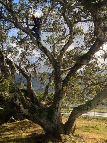 Tree climbing - Wikipedia