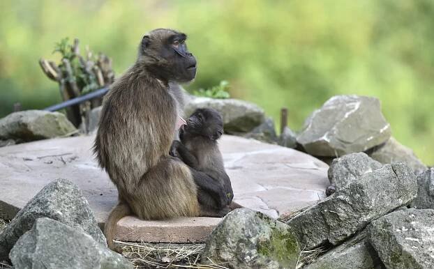 Skupina dželad hnědých ve zlínské zoo se rozrostla o další mláďata