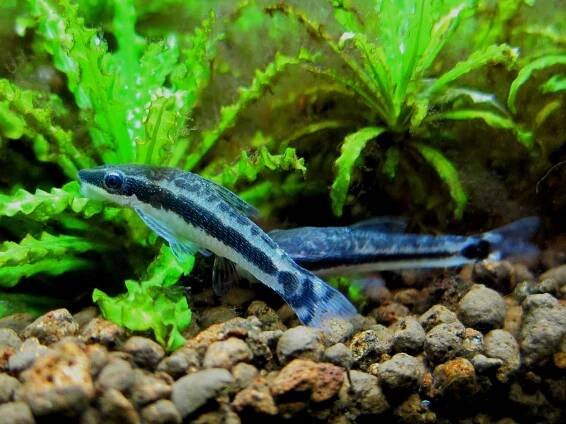 Dwarf Sucking Catfish