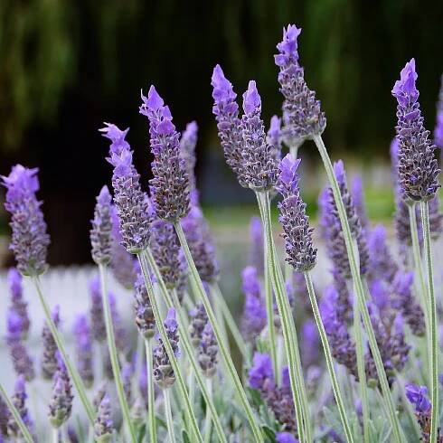 Lavender