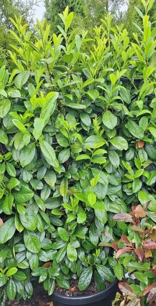 Prunus laurocerasus 'NOVITA' kontejner 45l, ŠPALÍR - konstrukce 100x120cm (Bobkovišeň)