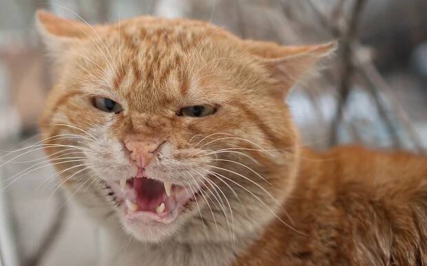 Angry cat that looks like it's yelling