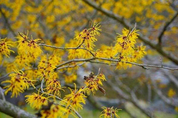 Witch hazel