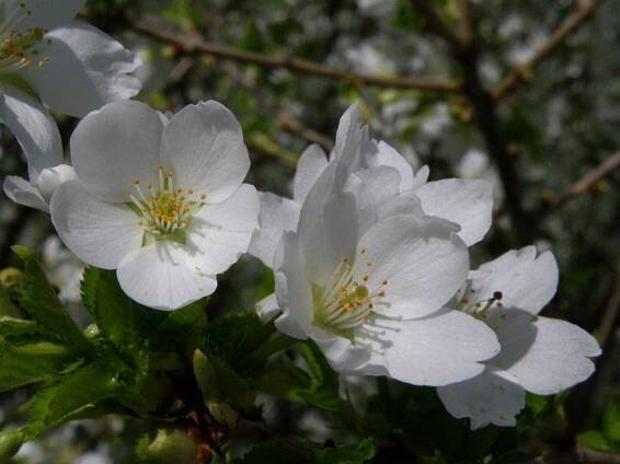 Obrázek - Prunus incisa (višeň vyříznutá) | BioLib.cz