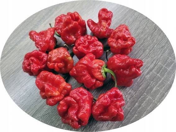 SCOTCH BONNET RED semena chilli papriček, ostrý HIT za 31.00CZK - Allegro