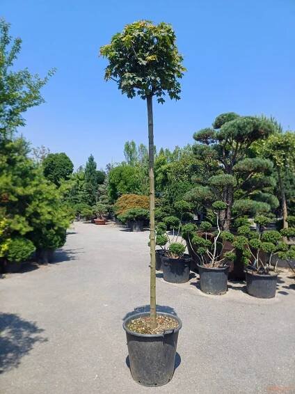 Norway maple "Globosum" | Vrtni center MOGA