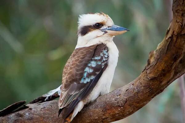 These are the two foods that you should never feed a kookaburra