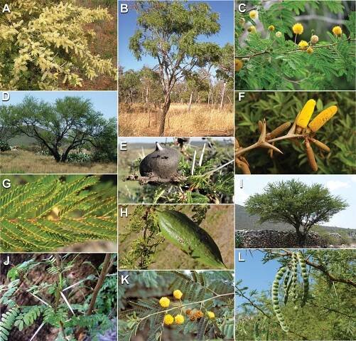 Advances in Legume Systematics 14. Classification of Caesalpinioideae. Part 2: Higher-level classification