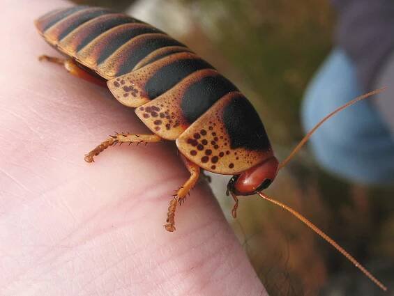 Aptera fusca