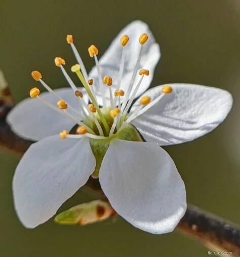 Trnka obecná (Prunus spinosa)