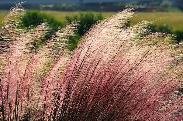 Usos paisajísticos de Muhlenbergia capillaris