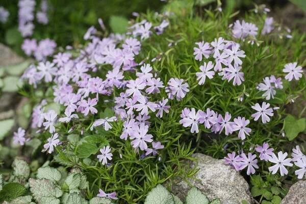 vytrvalá zemní pokrývka kvetoucí rostlina. plíživý phlox - phlox subulata nebo mech phlox na alpském záhonu. selektivní zaměření. - mechovou růži - stock snímky, obrázky a fotky