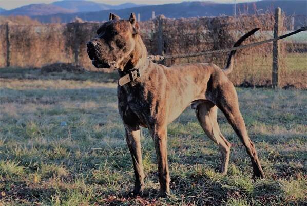 Dante - Bullterrier Rescue Slovakia