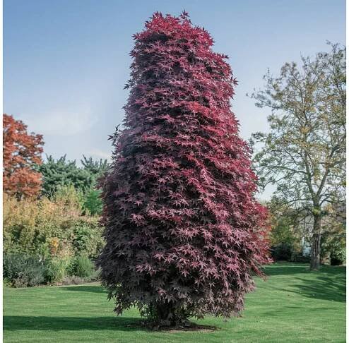 Javor mléč 'Crimson Sentry' (Acer platanoides 'Crimson Sentry')