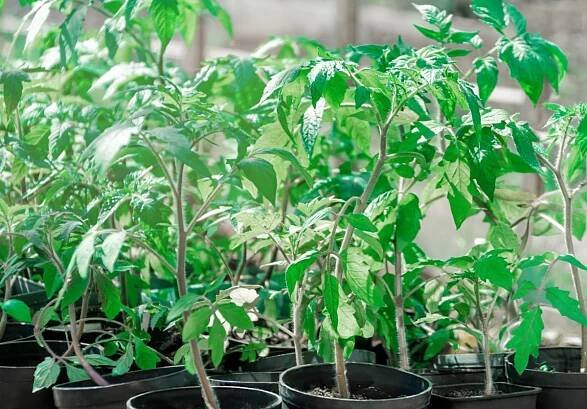 Tomato Fertilizing Guide - From Seedling to the End Of the Season