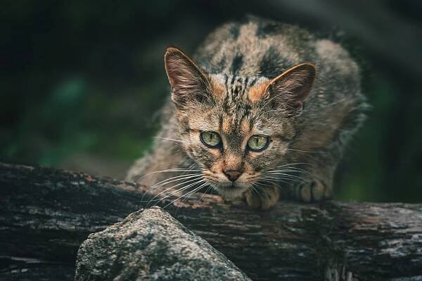 kočka divoká evropská - Zoo Jihlava