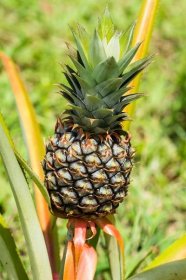 Jak nám může při hubnutí pomoci ananas