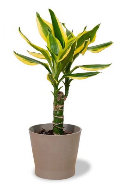 Dracaena fragrans 'Gold Coast' Ø11cm