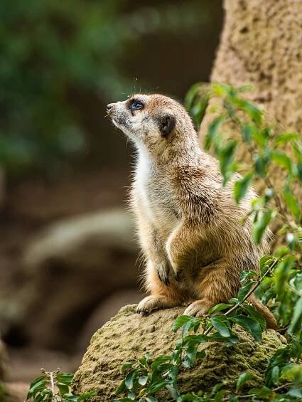 meerkat san diego zoo