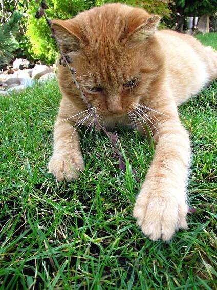 Tomcat Relax