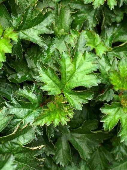 Korunatka klaná ‘Crispa’ 2