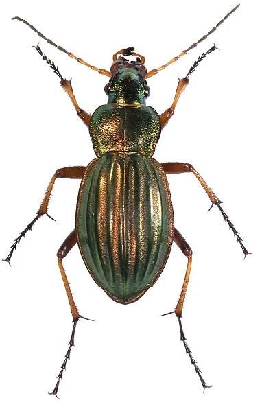File:Carabe doré dos.jpg - Wikimedia Commons