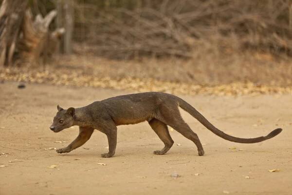 A fossa walks across a dirt clearing.