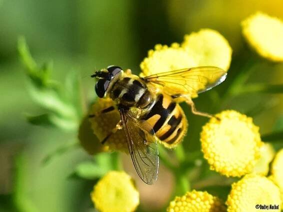 Myathropa florea - pestřenka smrtihlávka | Syrphidae - pestřenkovití | Natura Bohemica