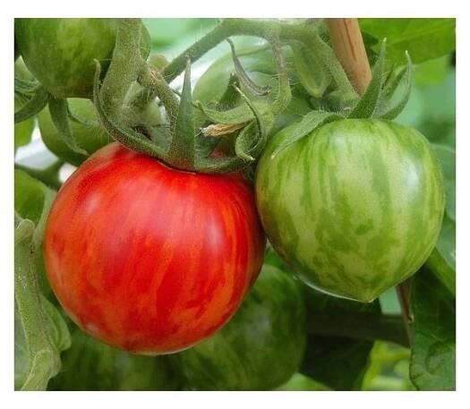 RAJČE KEŘÍČKOVÉ ČERNÉ RED ZEBRA CHERRY (SOLANUM LYCOPERSICUM) - SEMENA RAJČAT - 5 KS - SEMENIŠTĚ