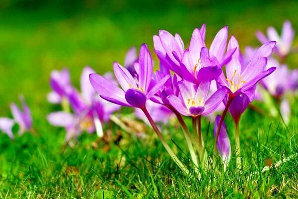 Colchicum autumnale hlásí příchod podzimu