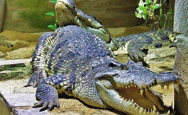 Krokodýlí ZOO Protivín