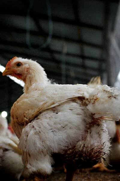 bezplatná Detailní záběr na kuře na ekvádorské farmě, představující domácí drůbež ve venkovském prostředí. Základová fotografie