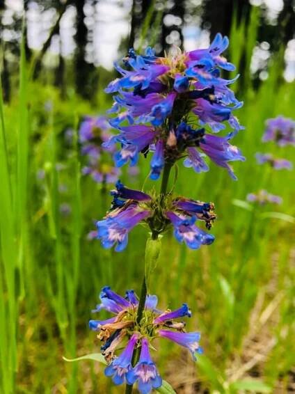 Wildflower Wednesday: Penstemon