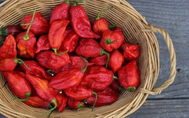 To jsou ony, ty nejpálivější druhy chilli papriček, kreré musíte (či nesmíte) ochutnat | Naše krásná zahrada