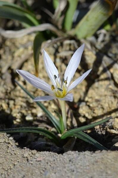 Ocún (Colchicum hungaricum), rostlina