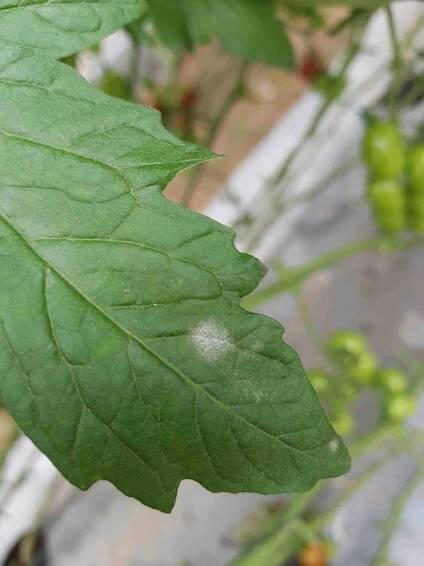 Oidium neolycopersici | Agrio