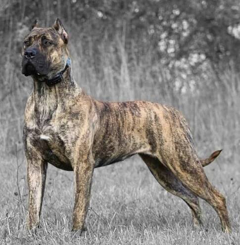 Německá doga (Presa canario) Španělská plemena psů