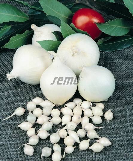 PROFI, Zelenina SEMO - Cibule kuchyňská Agostana, p0502
