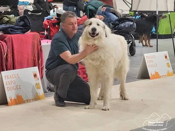 EUROPEAN DOG SHOW BRNO – 12.4. 2025 - BABYLON BOHEMIA