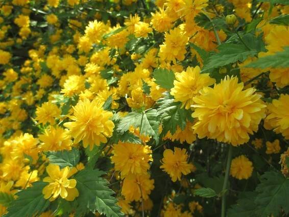 Zákula japonská 'Pleniflora' – Garlo.cz, vyhledávač rostlin