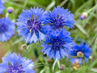 modré květy chrpy na poli. - chrpa - stock snímky, obrázky a fotky