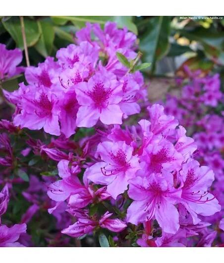 Azalea (J) 'Blue Danube' 20-30 C3L