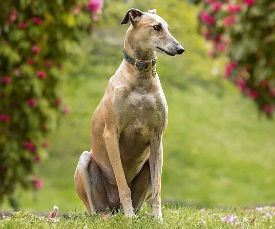 types of greyhounds breeds