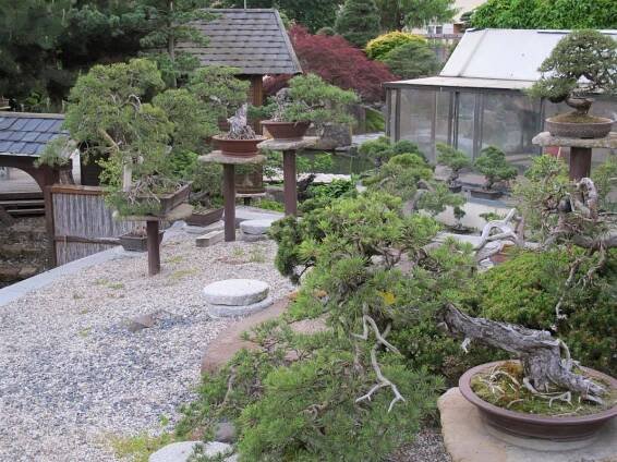 Bonsaje: Zahrada Bonsai Centra Muzea Isabelia