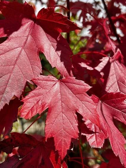 Acer rubrum 'October Glory' | kontejnerovaný
