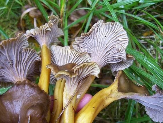 Soubor:Cantharellus tubaeformis2.JPG – Wikipedie